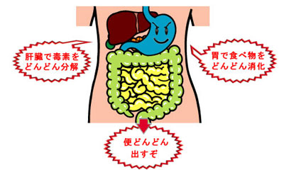 内臓が元気になると毒素を分解する力が戻り腸が元気になると便を出す力が元に戻ります。